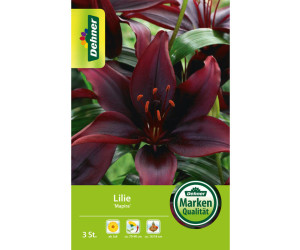 Dehner Blumenzwiebel Lilie Mapira, Dunkelrot