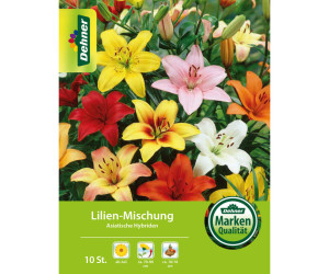 Dehner Blumenzwiebel Lilie Midcentury Mischung, Apricot,Gelb,Orange,Rosa,Rot,Weiß