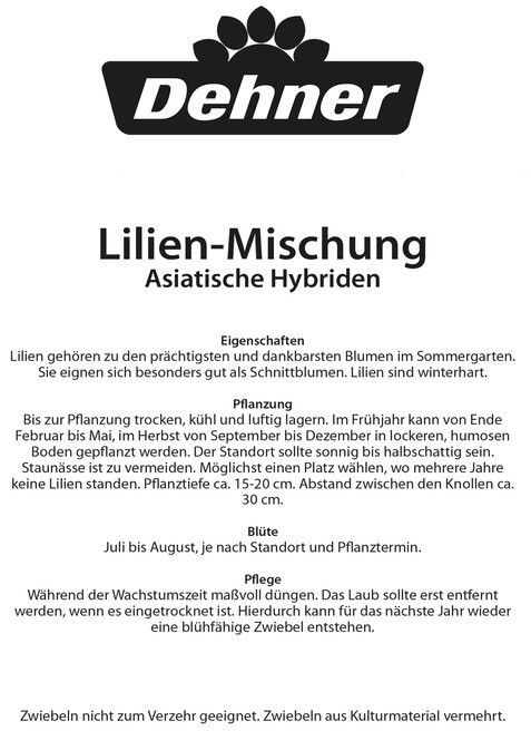 Dehner Dehner Blumenzwiebel Lilie Midcentury Mischung, Apricot,Gelb,Orange,Rosa,Rot,Weiß - side view