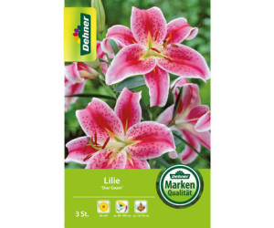 Dehner Blumenzwiebel Lilie Star Gazer, Rosa,Pink,Weiß