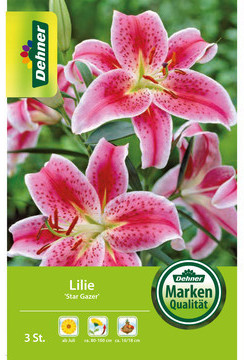 Dehner Dehner Blumenzwiebel Lilie Star Gazer, Rosa,Pink,Weiß - Product image 1 of 3