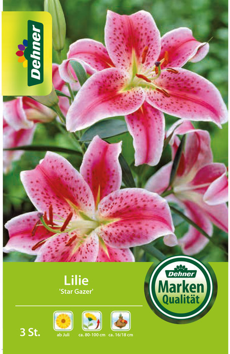 Dehner Dehner Blumenzwiebel Lilie Star Gazer, Rosa,Pink,Weiß - side view