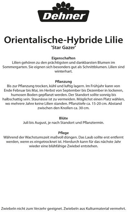 Dehner Dehner Blumenzwiebel Lilie Star Gazer, Rosa,Pink,Weiß - back view