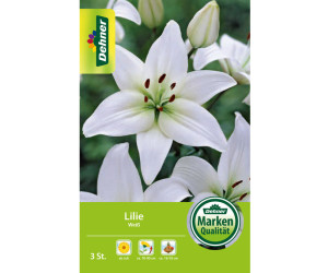 Dehner Blumenzwiebel Lilie Weiß
