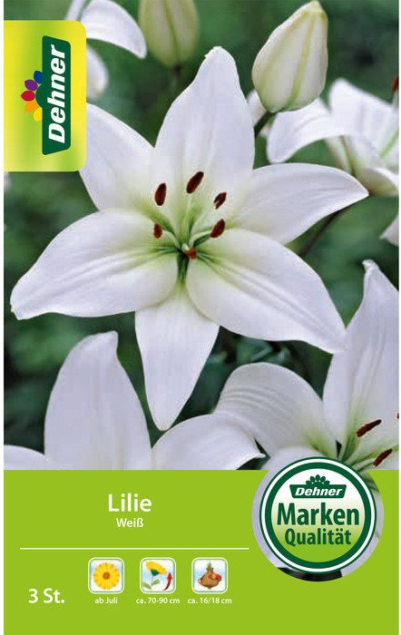 Dehner Dehner Blumenzwiebel Lilie Weiß - Product image 1 of 2