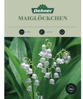 Dehner Blumenzwiebel Maiglöckchen, Weiß