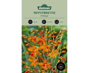 Dehner Blumenzwiebel Montbretie Orange
