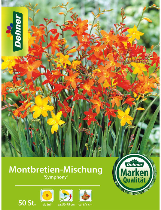 Dehner Dehner Blumenzwiebel Montbretien-Mischung Symphony, Gelb,Orange,Rot - side view