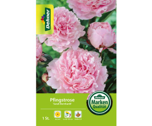 Dehner Blumenzwiebel Pfingstrose Sarah Bernhardt, Rosa