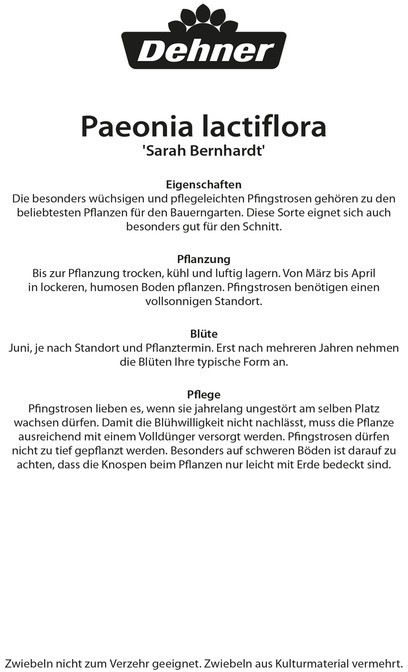 Dehner Dehner Blumenzwiebel Pfingstrose Sarah Bernhardt, Rosa - side view