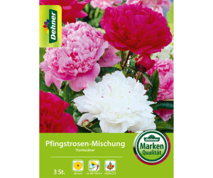Dehner Blumenzwiebel Pfingstrosen-Mischung Fortissimo, Weiß,Rosa