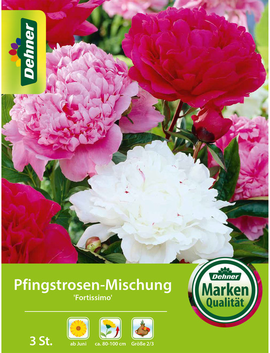 Dehner Dehner Blumenzwiebel Pfingstrosen-Mischung Fortissimo, Weiß,Rosa - Product image 1 of 2
