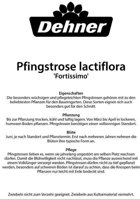 Dehner Dehner Blumenzwiebel Pfingstrosen-Mischung Fortissimo, Weiß,Rosa - side view