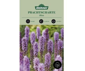 Dehner Blumenzwiebel Prachtscharte Blau, Lila