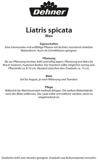 Dehner Dehner Blumenzwiebel Prachtscharte Blau, Lila - side view