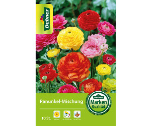 Dehner Blumenzwiebel Ranunkel-Mischung, Bunt