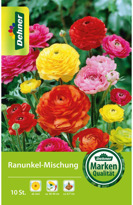 Dehner Dehner Blumenzwiebel Ranunkel-Mischung, Bunt - Product image 1 of 2