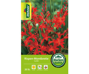 Dehner Blumenzwiebel Rispen-Montbretie Lucifer, Rot