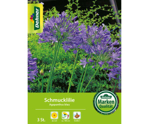 Dehner Blumenzwiebel Schmucklilie Agapanthus blau, Lila