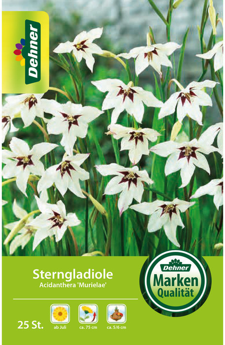 Dehner Dehner Blumenzwiebel Sterngladiole Acidanthera Murielae, Weiß - Product image 1 of 2