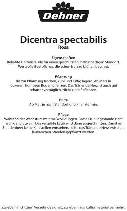 Dehner Dehner Blumenzwiebel Tränendes Herz Rosa, Rosa,Weiß - back view