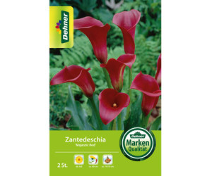 Dehner Blumenzwiebel Zantedeschia Majestic Red, Dunkelrot