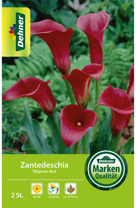Dehner Dehner Blumenzwiebel Zantedeschia Majestic Red, Dunkelrot - side view