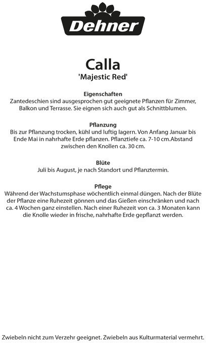 Dehner Dehner Blumenzwiebel Zantedeschia Majestic Red, Dunkelrot - back view