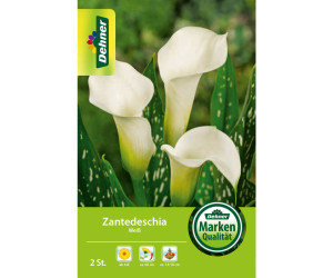 Dehner Blumenzwiebel Zantedeschia Weiß