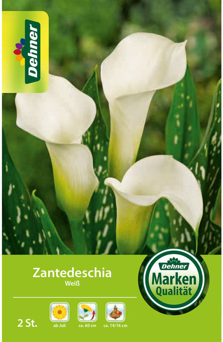 Dehner Dehner Blumenzwiebel Zantedeschia Weiß - Product image 1 of 2