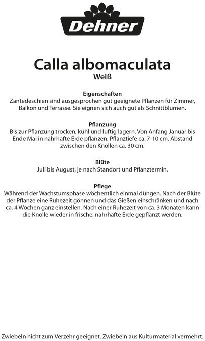 Dehner Dehner Blumenzwiebel Zantedeschia Weiß - side view