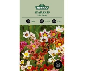 Dehner Blumenzwiebel Zigeunerblumen-Mischung, Bunt
