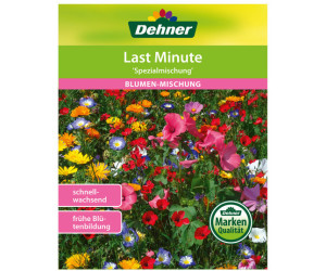 Dehner Blumenmischung Last Minute, Bunt