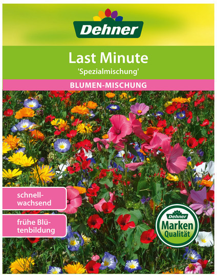 Dehner Dehner Blumenmischung Last Minute, Bunt - Product image 1 of 2