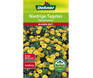 Dehner für Niedrige Tagetes Zigeunersonne, Gelb