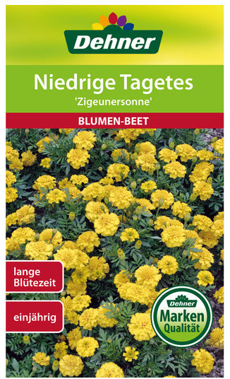 Dehner Dehner für Niedrige Tagetes Zigeunersonne, Gelb - side view