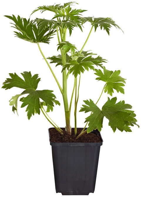 Dehner Dehner Rittersporn, Blau - Product image 1 of 2