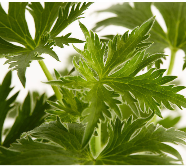 Dehner Dehner Rittersporn, Blau - side view