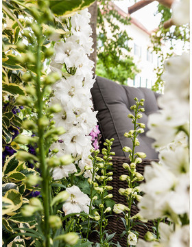 Dehner Dehner Rittersporn, Weiß - Product image 1 of 3