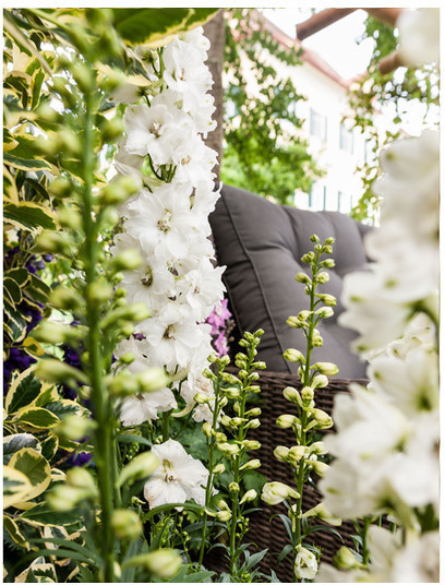 Dehner Dehner Rittersporn, Weiß - side view