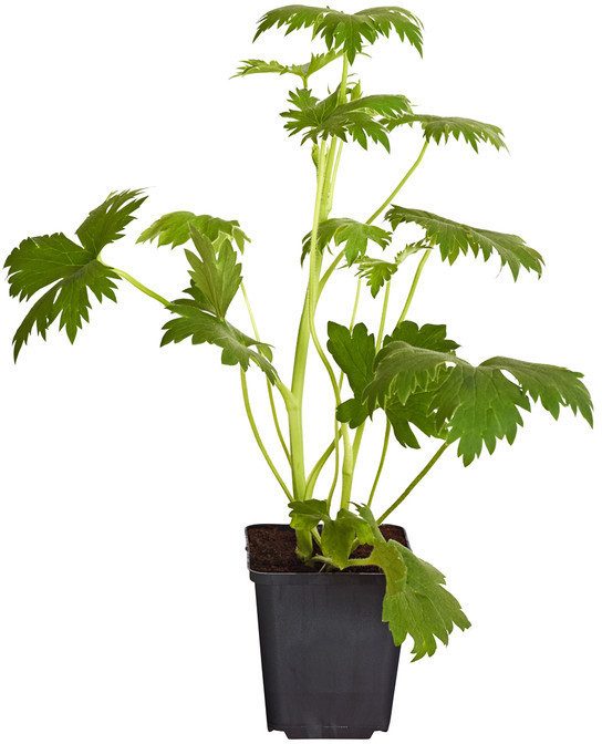 Dehner Dehner Rittersporn, Weiß - back view