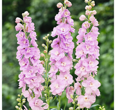 Dehner Dehner Rittersporn, Zartrosa - Product image 1 of 3