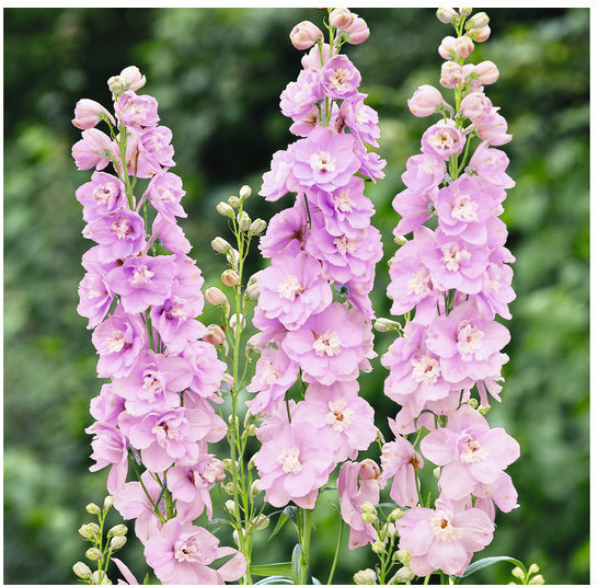 Dehner Dehner Rittersporn, Zartrosa - side view