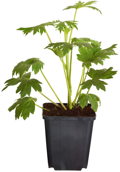 Dehner Dehner Rittersporn, Zartrosa - back view