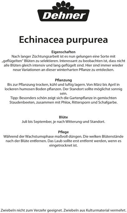 Dehner Dehner Blumenzwiebel Roter Sonnenhut, Pink,Rosa - side view