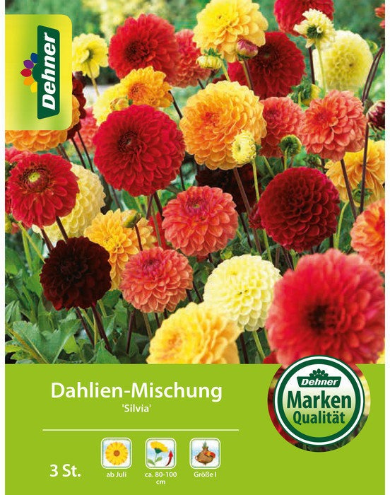 Dehner Dehner Blumenzwiebel Dahlien-Mischung Silvia, Gelb,Apricot,Hellrot,Rot - Product image 1 of 2