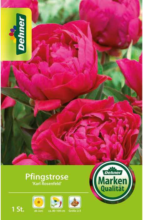 Dehner Dehner Blumenzwiebel Pfingstrose Karl Rosenfeld, Pink - Product image 1 of 2