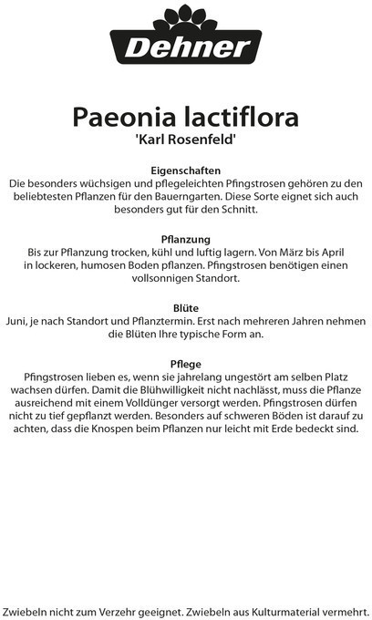 Dehner Dehner Blumenzwiebel Pfingstrose Karl Rosenfeld, Pink - side view