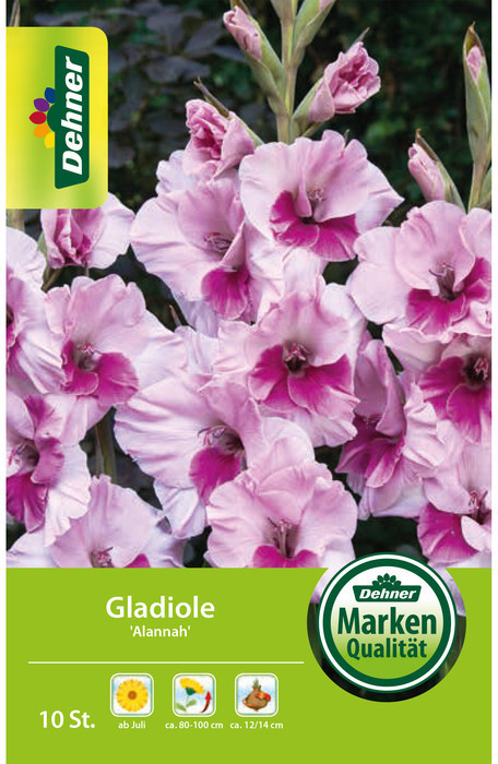 Dehner Dehner Blumenzwiebel Gladiole Alannah, Zartrosa,Rosa - Product image 1 of 2