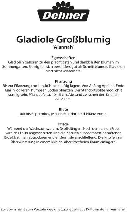 Dehner Dehner Blumenzwiebel Gladiole Alannah, Zartrosa,Rosa - side view